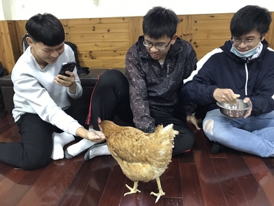 觀遊系學生與療癒雞相見歡及進行團體遊戲01